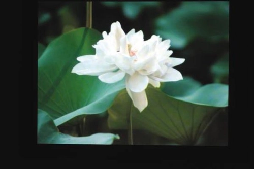 Nymphaeaceae